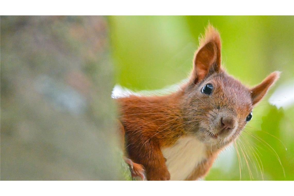 Das Eichhörnchen ist das Gartentier des Jahres 2026 (Symbolfoto).