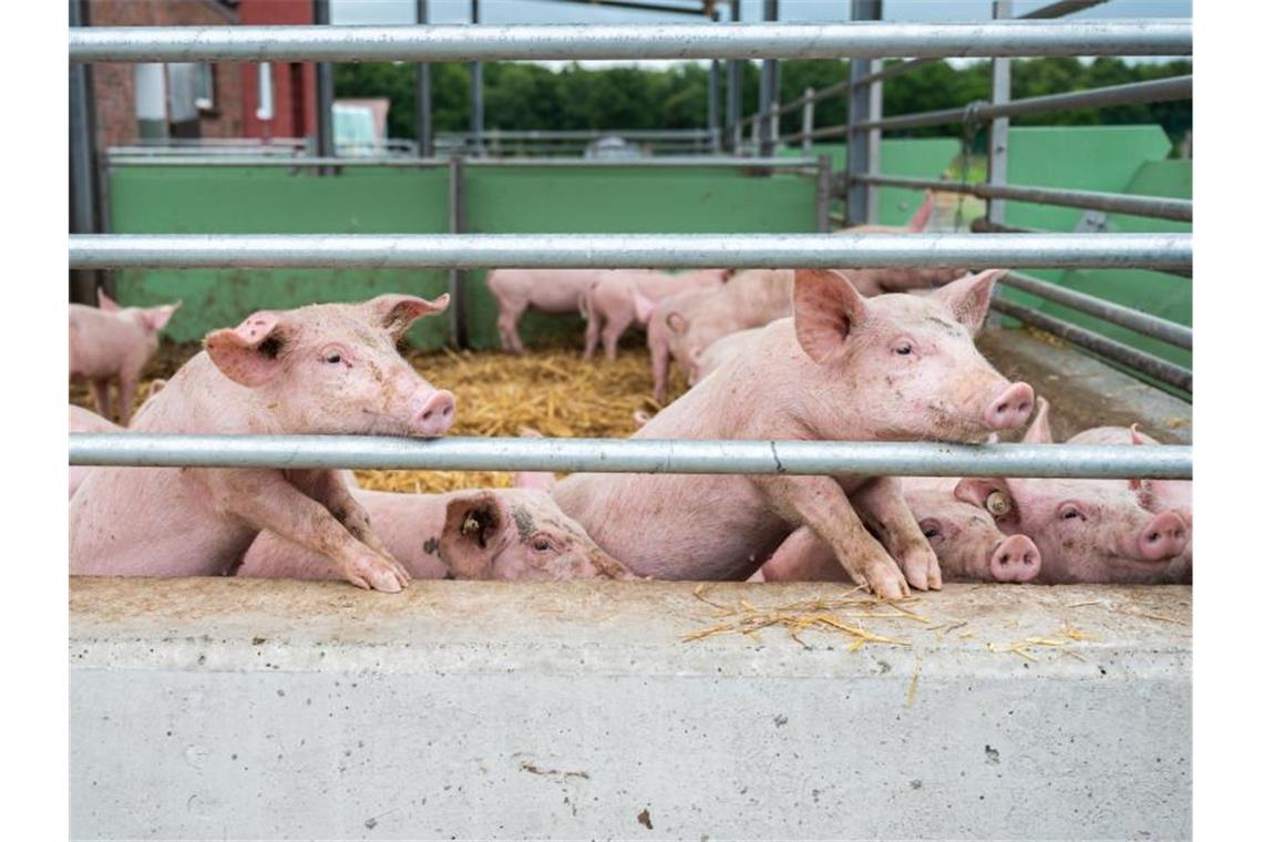 Das Eindringen der Afrikanischen Schweinepest nach Deutschland macht den niedersächsischen Schweinehaltern wirtschaftlich große Sorge. Foto: Mohssen Assanimoghaddam/dpa