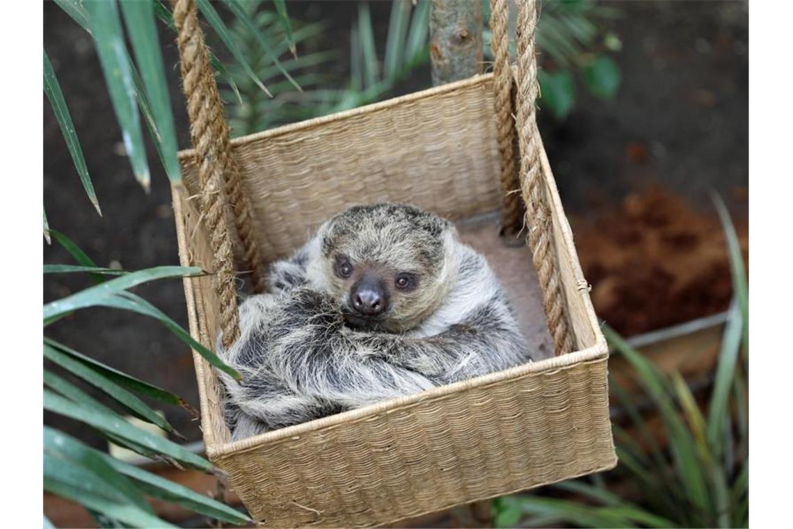 Das einjährige weibliche Faultier Feira im Zoo in Edinburgh. Foto: Rzss/PA Media/dpa/archivbild