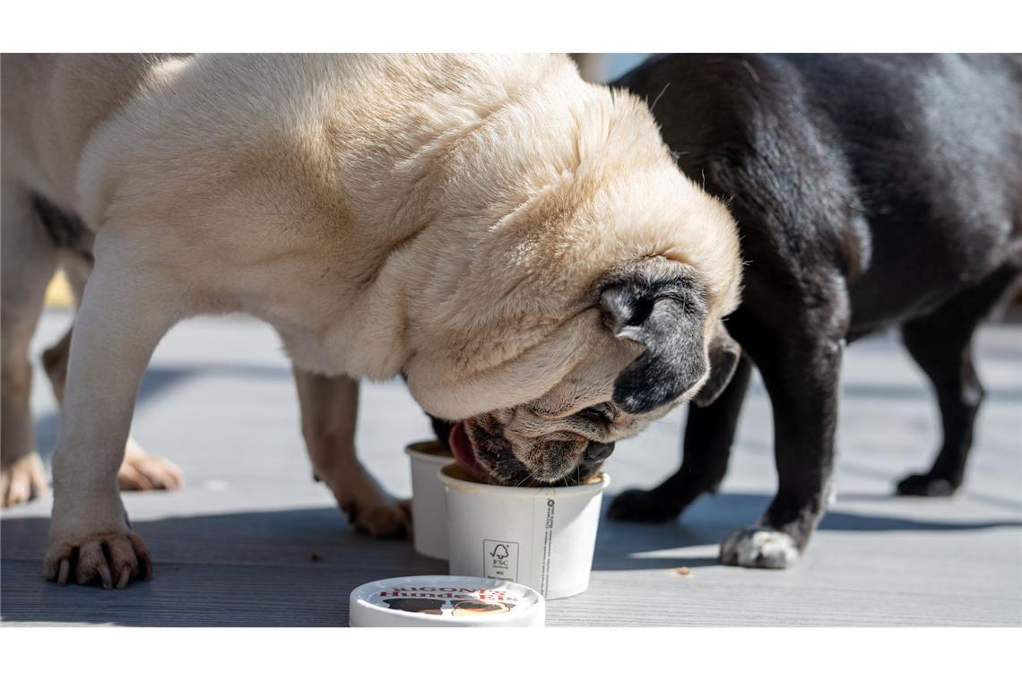 Das Eis wird ohne Zucker und ohne Laktose hergestellt.