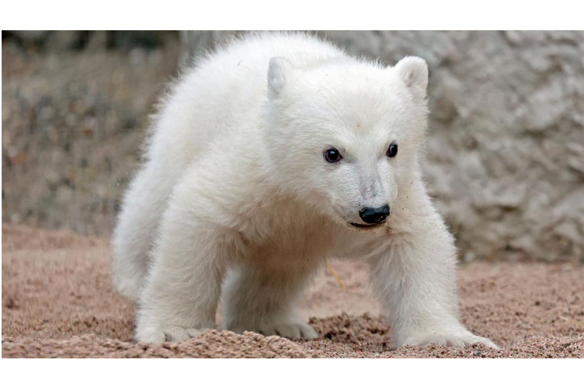 Name mit „M“ für Eisbärenbaby gesucht Das Eisbärjunge im Karlsruher Zoo erkundet die Außenanlage. Noch hat es keinen Namen.