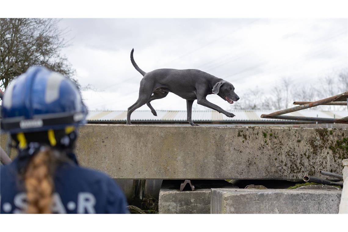 Das Epizentrum des Bebens lag laut dem Erdbebendienst des Landes in Kippenheim (Symbolbild).