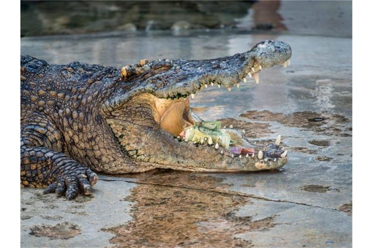Das etwa 1,5 Meter lange und rund 15 Kilogramm schwere Krokodil gehörte zur seltenen Art der Philippinen-Krokodile. Foto: Ian R. Knight
