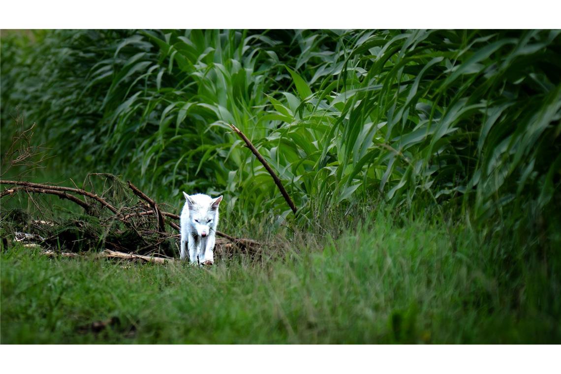 Das Fell des Fuchses war nicht flauschig genug für einen Polarfuchs.