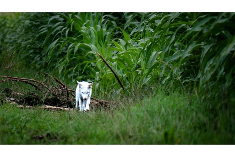 Das Fell des Fuchses war nicht flauschig genug für einen Polarfuchs.