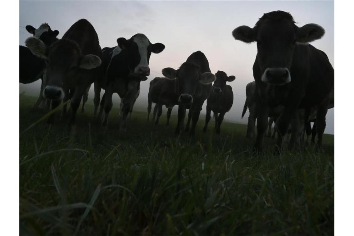 Bundeskartellamt sagt Nein zu Milchpreisaufschlägen