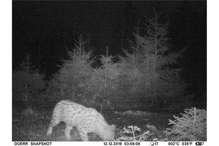 Das Foto einer Fotofalle zeigt einen Luchs im Nordschwarzwald. Foto: Christoph Wittemann/Landratsamt Rastatt/dpa