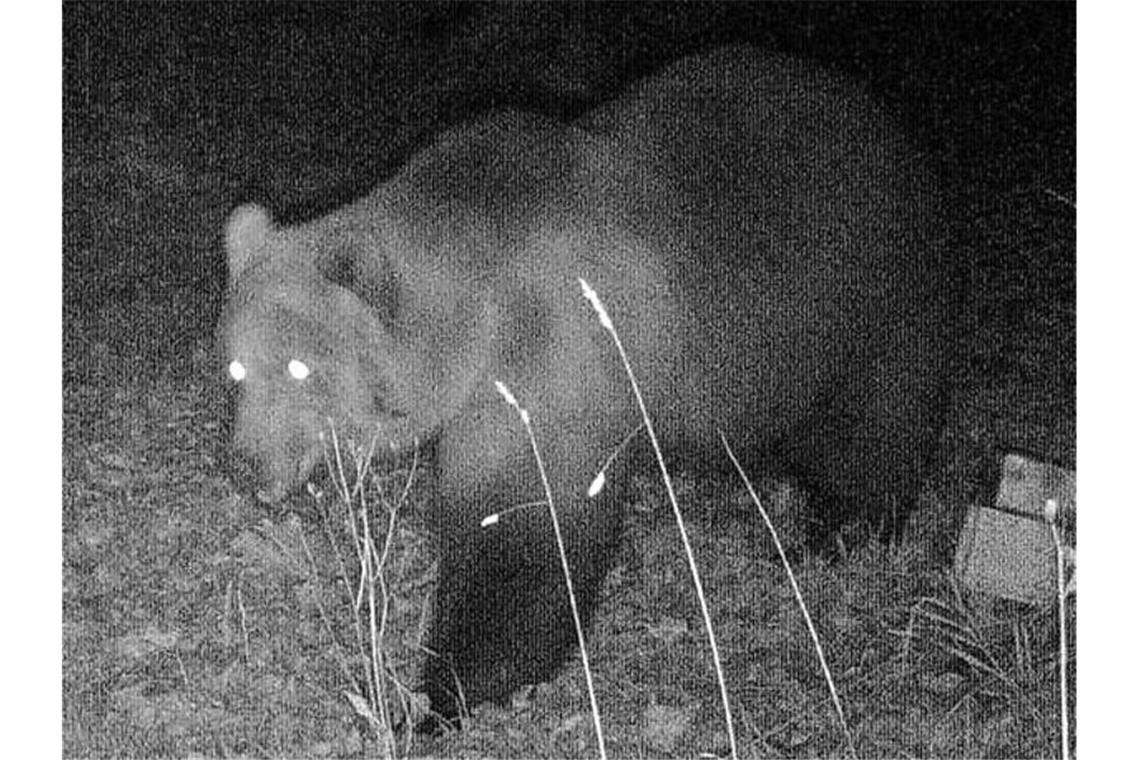13 Jahre nach Bruno: Wieder Bär in Bayern gesichtet Das Foto einer Wildtierkamera im Landkreis Garmisch-Partenkirchen zeigt einen Braunbären. Foto: -/Bayerisches Landesamt für Umwelt/dpa