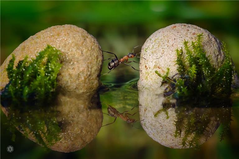 Das Foto „Kraftakt“ von Bernd Mayer stammt aus der Zeit, als dieser noch viel Natur und Landschaften fotografierte. Heute interessiert ihn die historische Fotografie. Foto: Bernd Mayer