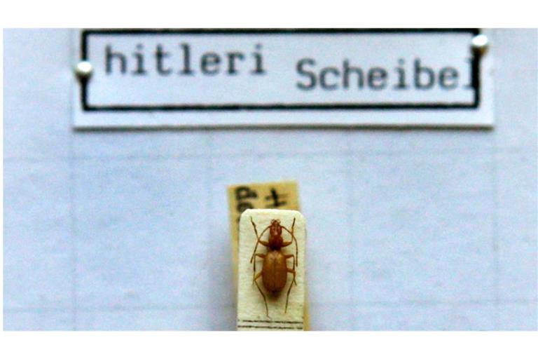 Das Foto zeigt einen Anophthalmus hitleri, einen «Hitler-Käfer» unter einem Mikroskop in der Zoologischen Staatssammlung in München.