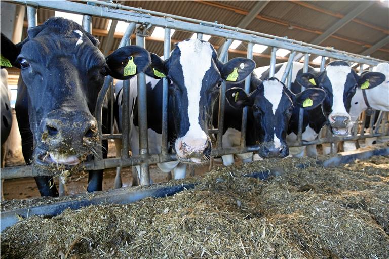 Das Futter ist in diesem Jahr das Problem. Oft müssen die Landwirte bereits ihre Vorräte aus den Silos holen. Archivfoto: Alexander Becher