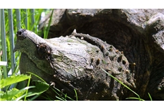 Das gefundene Geierschildkröte wiegt zwischen 35 und 40 Kilogramm und hat eine Länge von ungefähr 40 bis 50 Zentimetern. (Symbolbild)