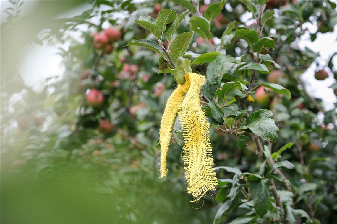 Suche Streuobstwiese, suche Mosterei Das gelbe Band zeigt: Hier darf ungefragt gepflückt werden. Foto: Stadt Backnang