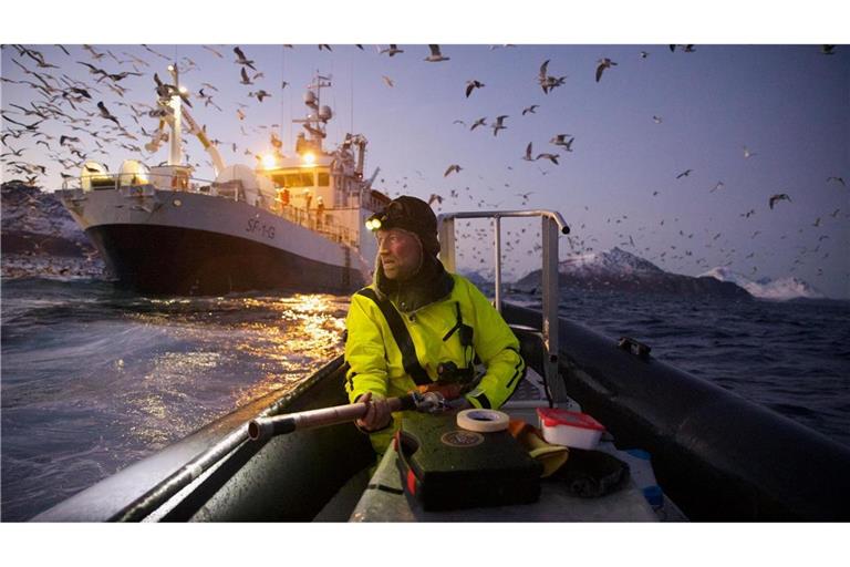 Das Gesamtsiegerbild zeigt den Biologen Audun Rikardsen, der in einem norwegischen Fjord Wale mit Sendern ausstattet.