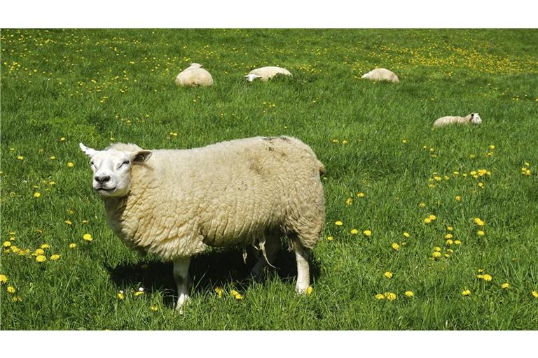 Das getötete Schaf war mit einer Herde von 17 Schafen auf der Weide (Symbolbild).