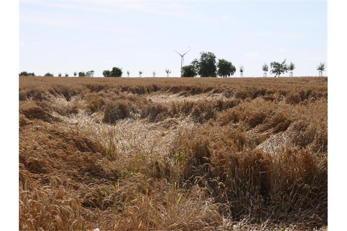 Das Getreide ist teilweise platt gedrückt - häufige Regenfälle erschweren die Ernte. Foto: Bodo Schackow/dpa-zentralbild/dpa