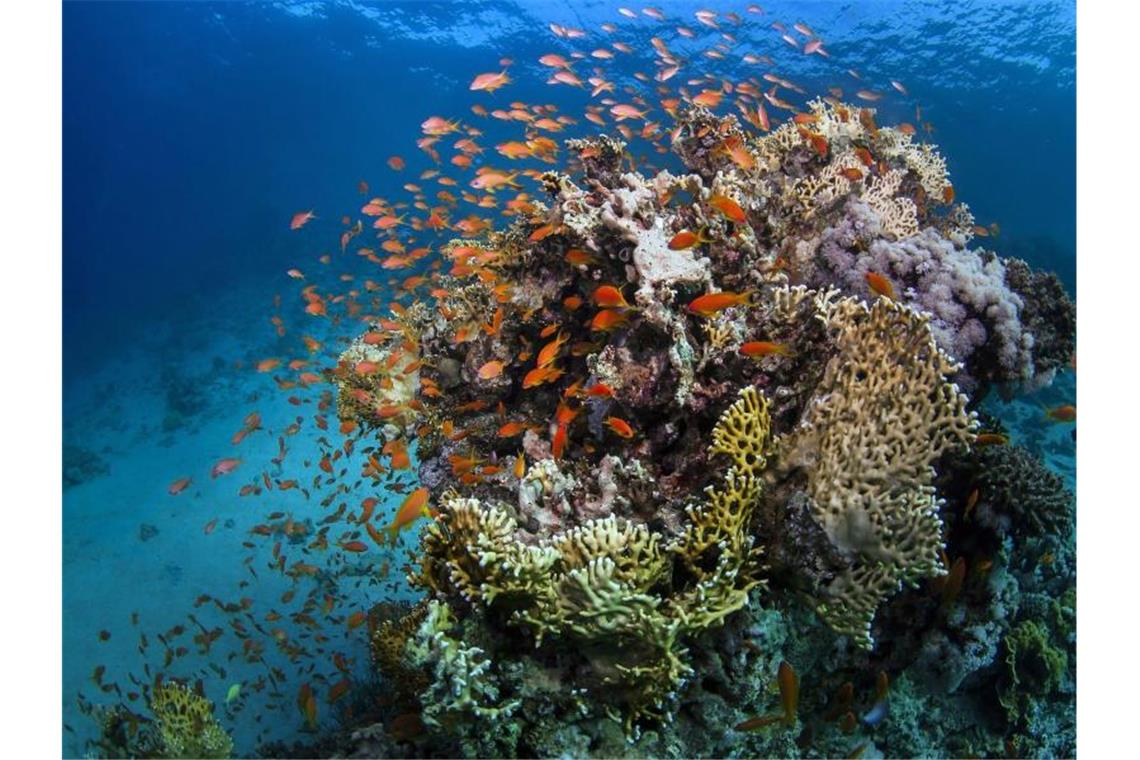 Das Great Barrier Reef vor der Ostküste Australiens ist größer als Italien. Foto: James Cook University/AAP/JAMES COOK UNIVERSITY/dpa