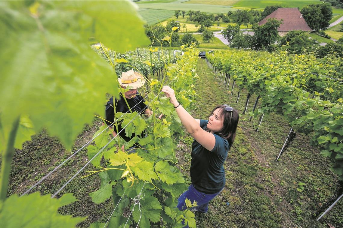 Das gute Wetter in den vergangenen Wochen hat die Weinstöcke richtiggehend in die Höhe schießen lassen. Da reichen die 1,67 Meter Körpergröße bei Redakteurin Silke Latzel (rechts) gerade noch so aus, um auch ganz oben anpacken zu können. Fotos: A. Becher