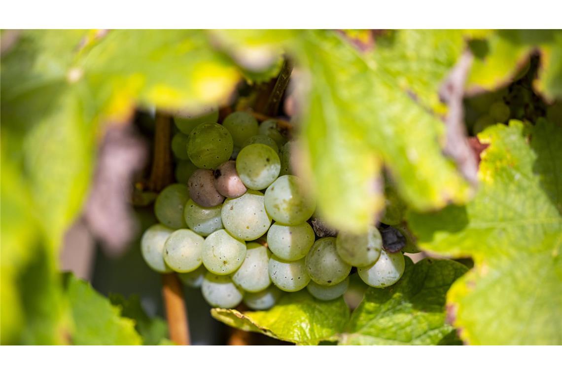 Dinkel und Soja statt Wein - Markgraf von Baden rodet Reben Das Haus Baden will seinen Weinbau am Bodensee zurückfahren. (Symbolbild)