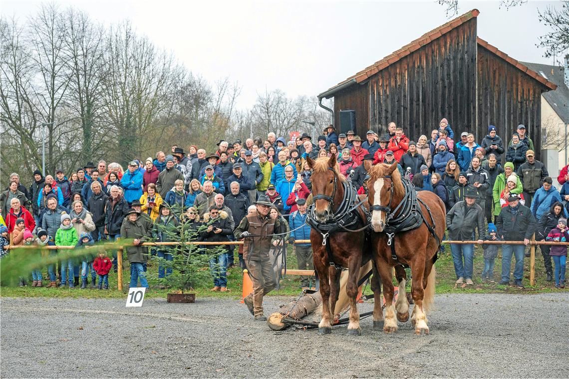 Vielseitiges Programm beim 86. Gaildorfer Pferdemarkt Das Holzrücken mit Kaltblütern gehört zu den Höhepunkten des Gaildorfer Pferdemarkts. Foto: Mathias Welz