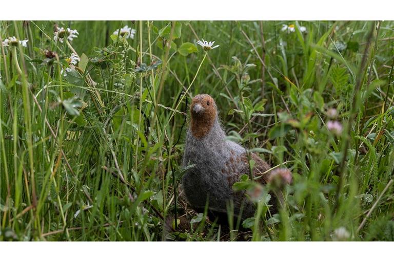 Das in seinem Bestand gefährdete Rebhuhn ist zum Vogel des Jahres gewählt worden. (Archivbild)