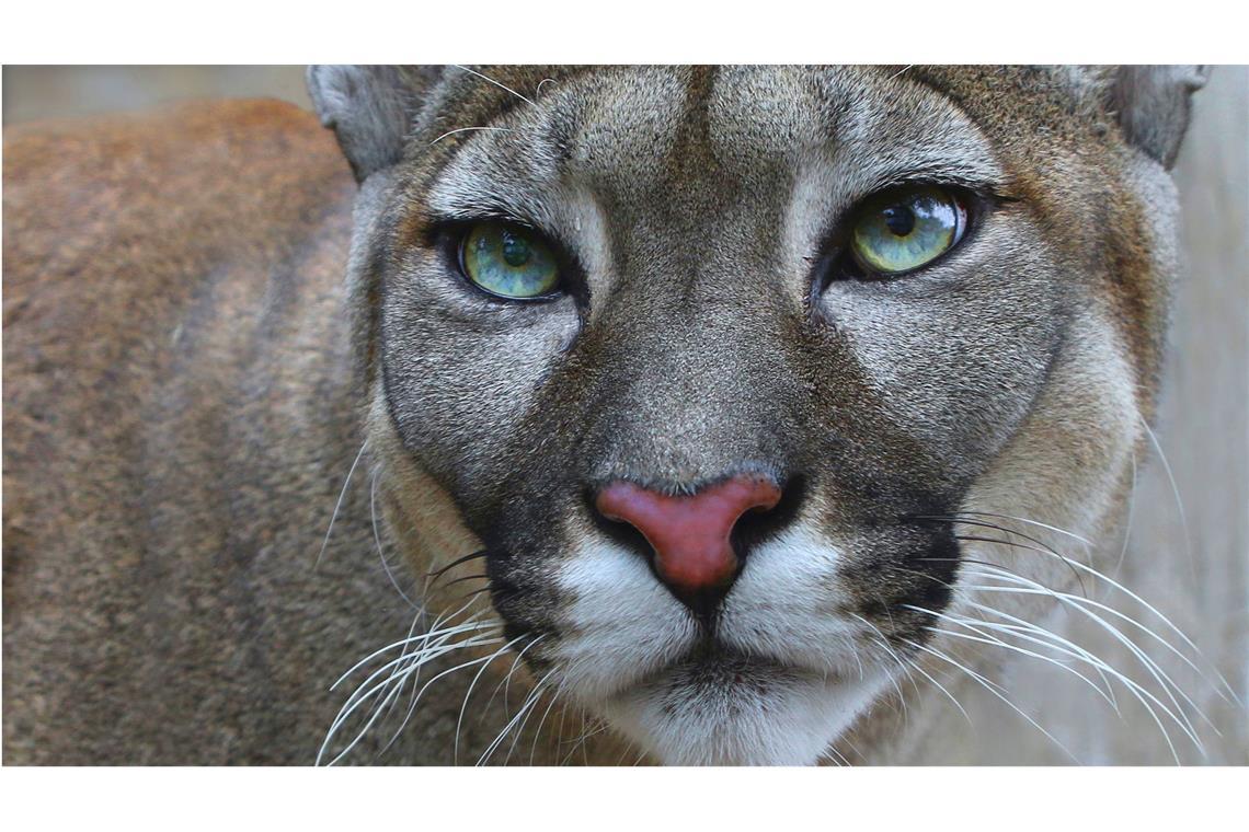 Keine Fake News: Der Puma ist los! Das ist keine Fake! An der Marina am Geiseltalsee im südlichen Sachsen-Anhalt ist eine Großkatze gesichtet worden. Die Behörden vermuten, dass es sich um einen Puma handeln könnte.