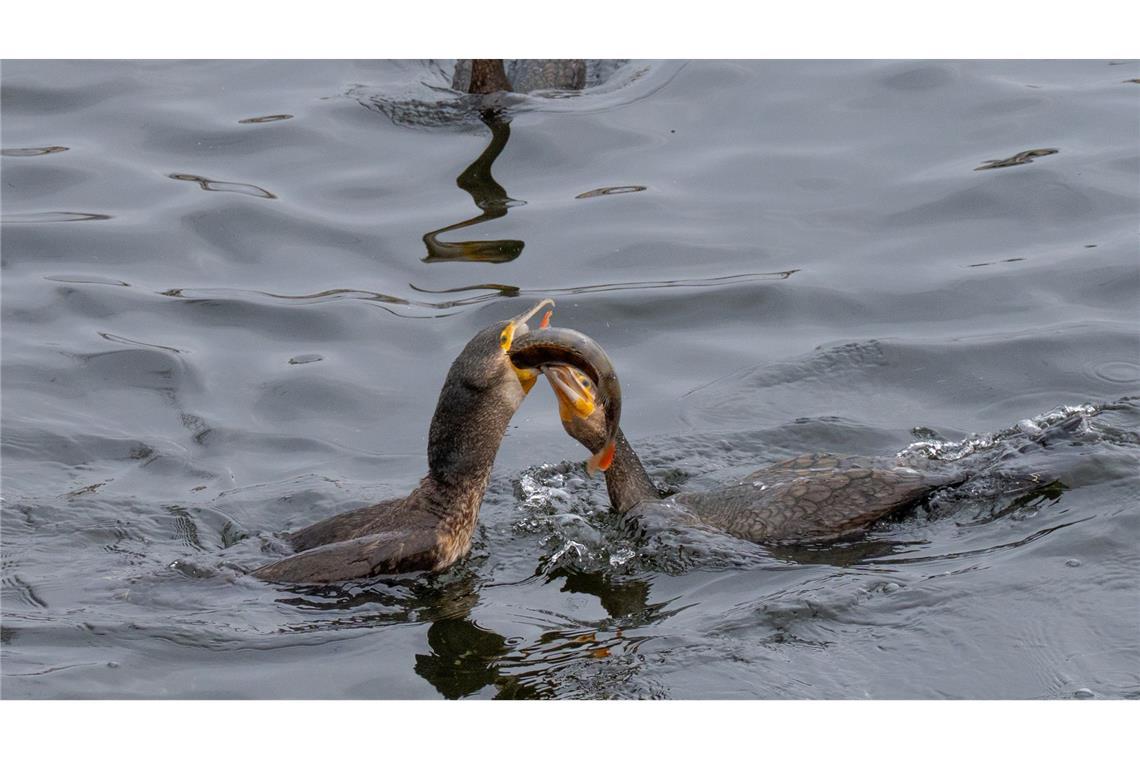 Das ist meiner! Kormorane streiten auf der Havel in Potsdam um einen Fisch.