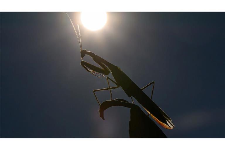 Das Jahr 2025 dürfte eines der drei heißesten werden. (Archivbild)