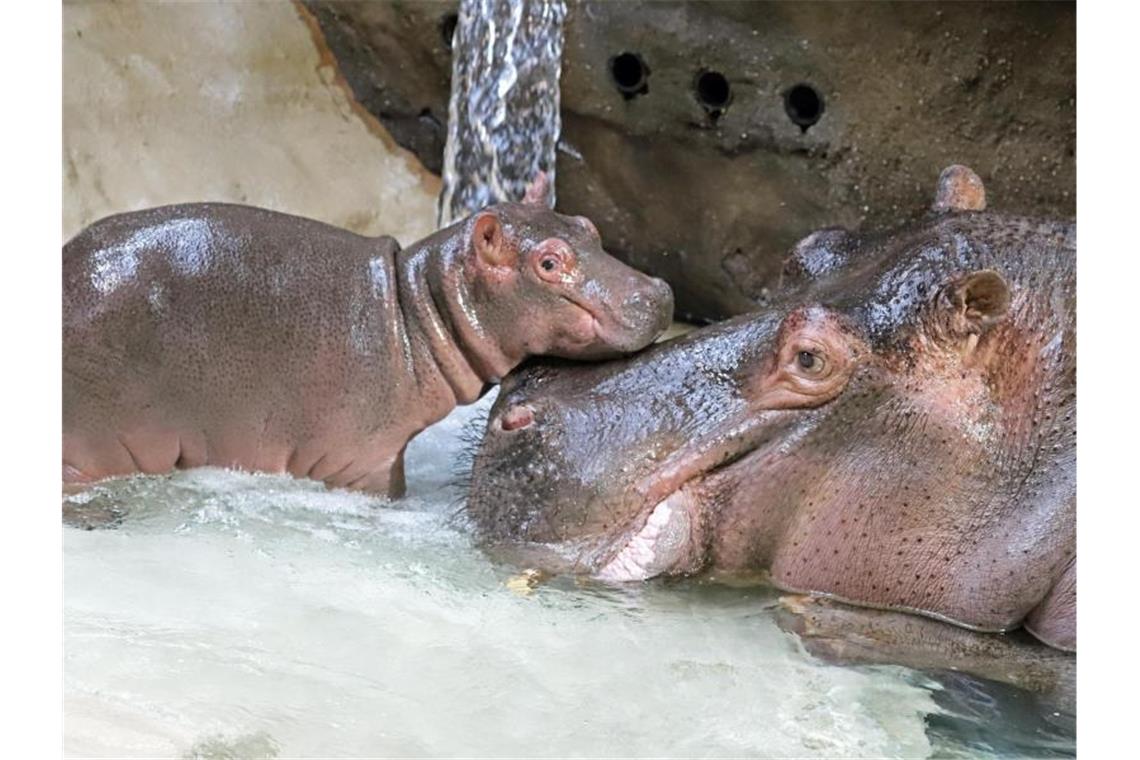 Baby-Flusspferd im Karlsruher Zoo geboren