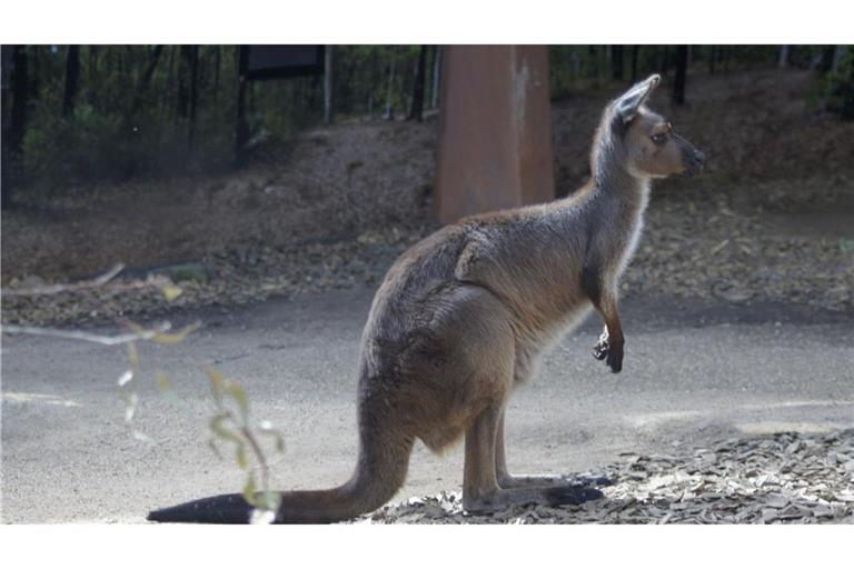 Das Känguru wurde von einem Auto erfasst. (Symbolbild)