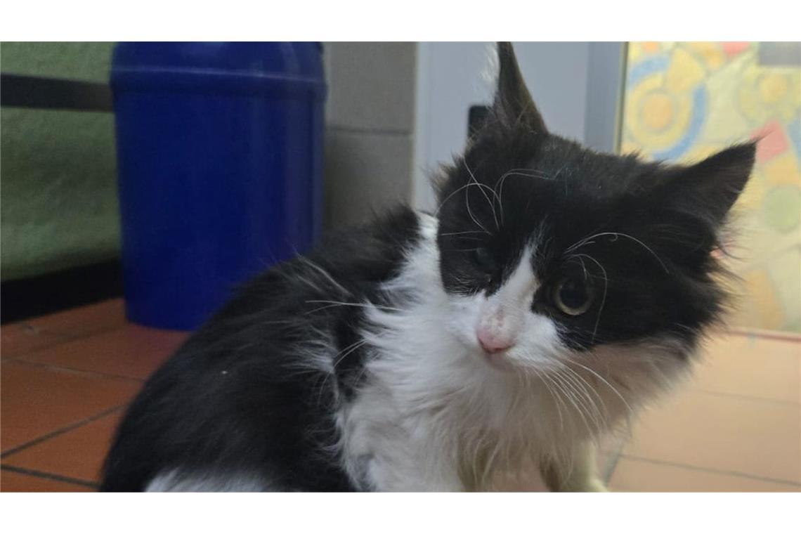 Das Kätzchen war ausgehungert.