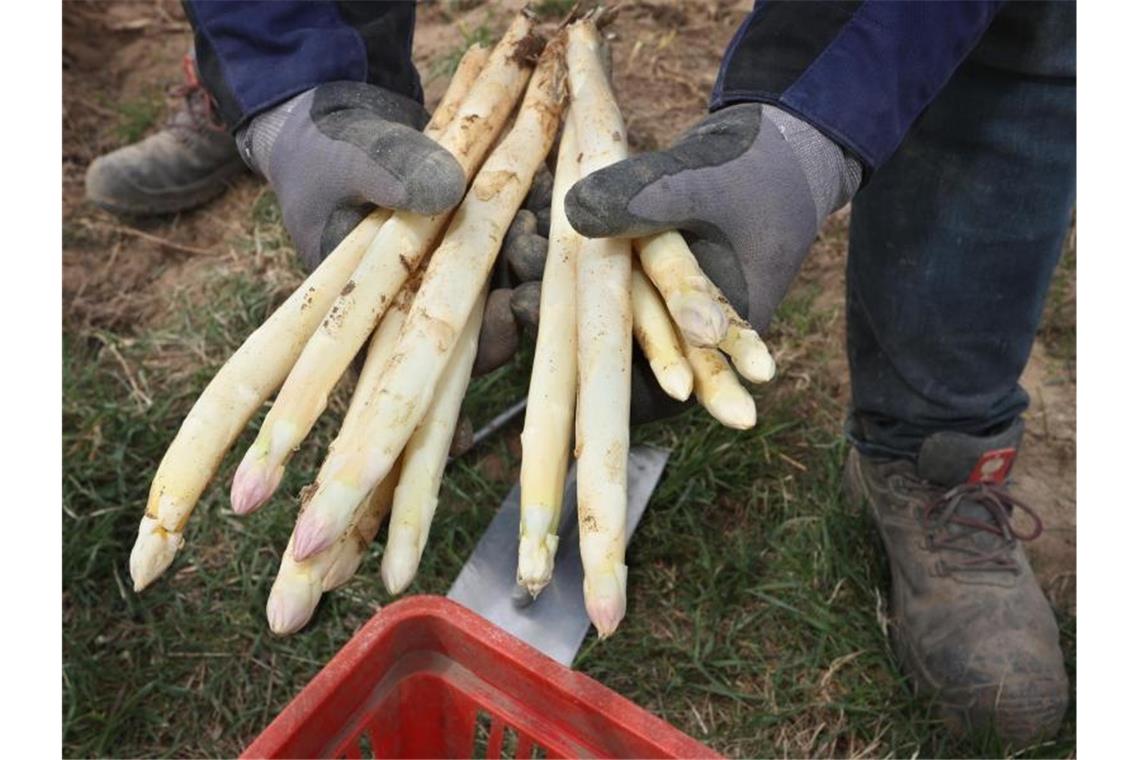 Wetter macht den Spargel rar - und teuer Das kalte Frühjahr bremst die diesjährige Spargelernte. Foto: Karl-Josef Hildenbrand/dpa