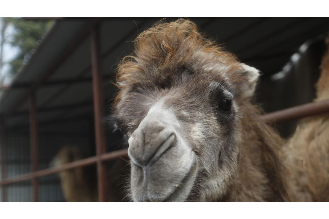 Das Kamel wurde von einem Auto erfasst. (Symbolbild)