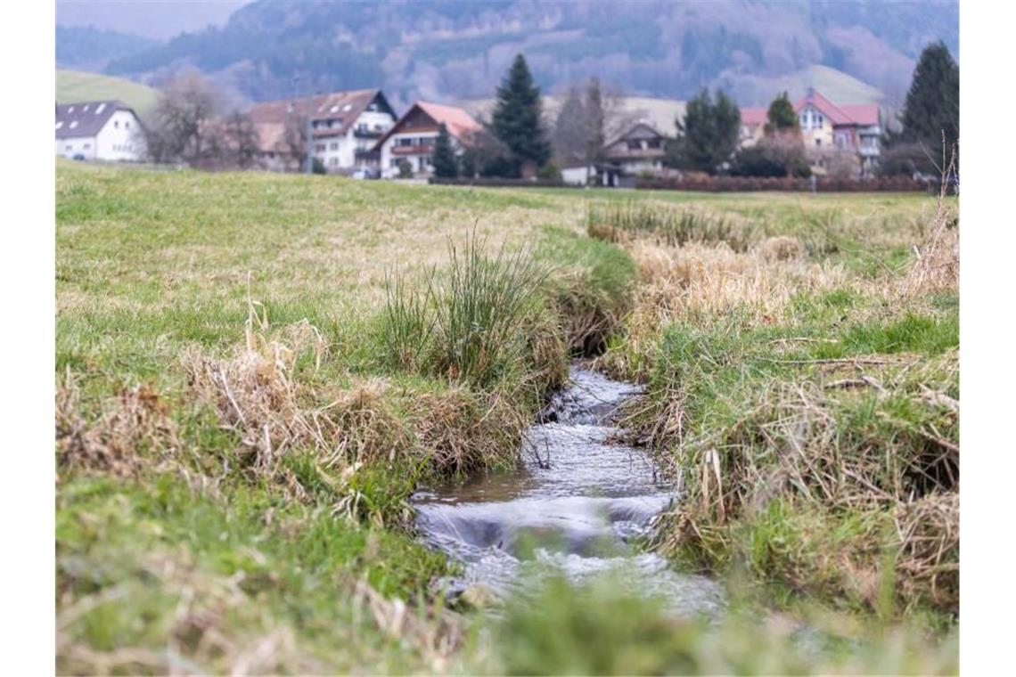 Landwirt soll Steinkrebse gefährdet haben Das "Kandelbächle" fließt durch das Glottertal. Foto: Philipp von Ditfurth/dpa/Illustration