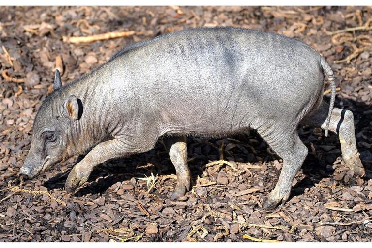 Das kleine Hirscheber-Ferkel in der Stuttgarter Wilhelma