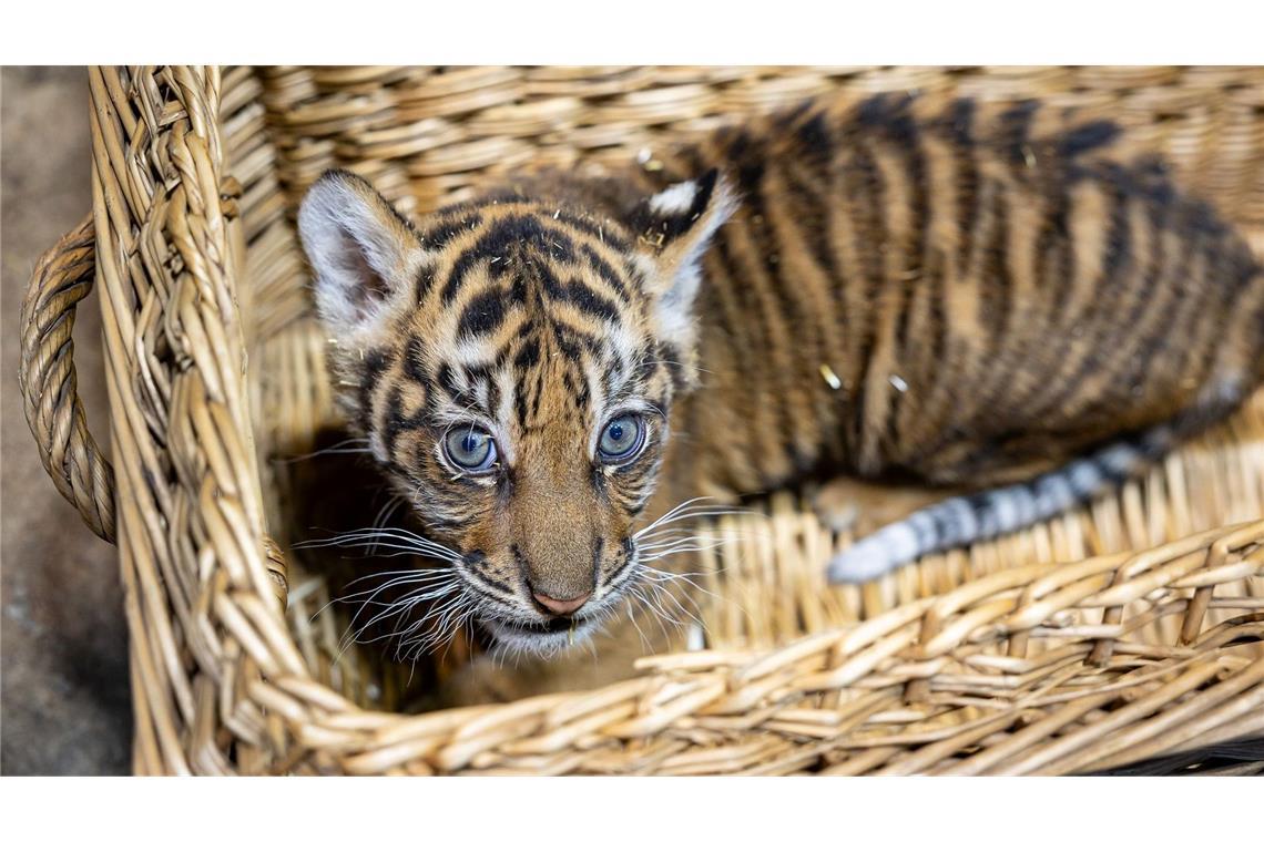 Das kleine Mädchen ist zwei Monate alt.