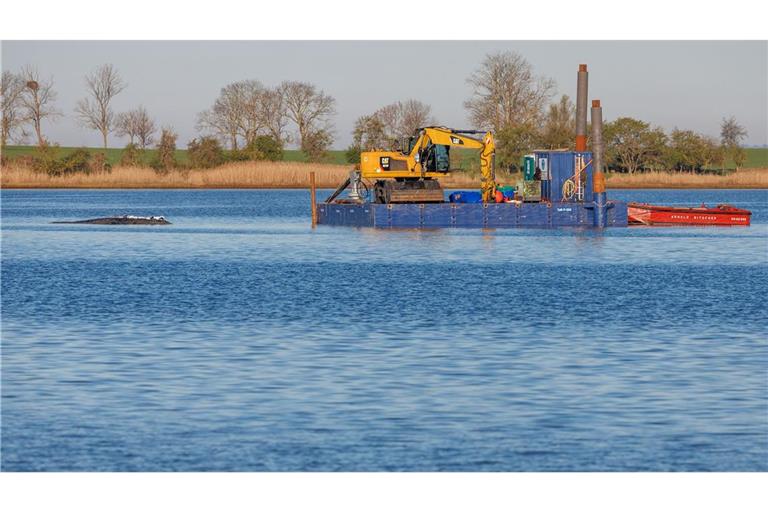 Das Konzept der privaten Initiative zur Rettung des Buckelwals ist wohl überholt.