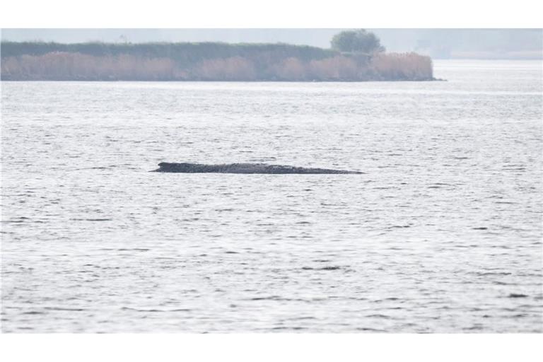 Das Konzept einer privaten Initiative soll nun den Wal retten.