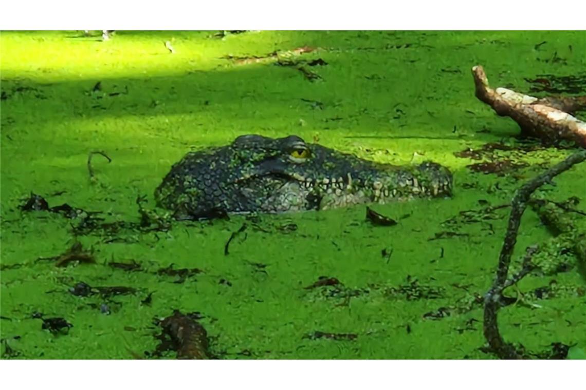 Spaziergänger melden Krokodil in Bodensee – Feuerwehr rückt aus Das Krokodil entpuppte sich als Attrappe.