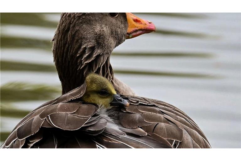 Das Küken einer Graugans wärmt sich im Gefieder seiner Mutter in München.