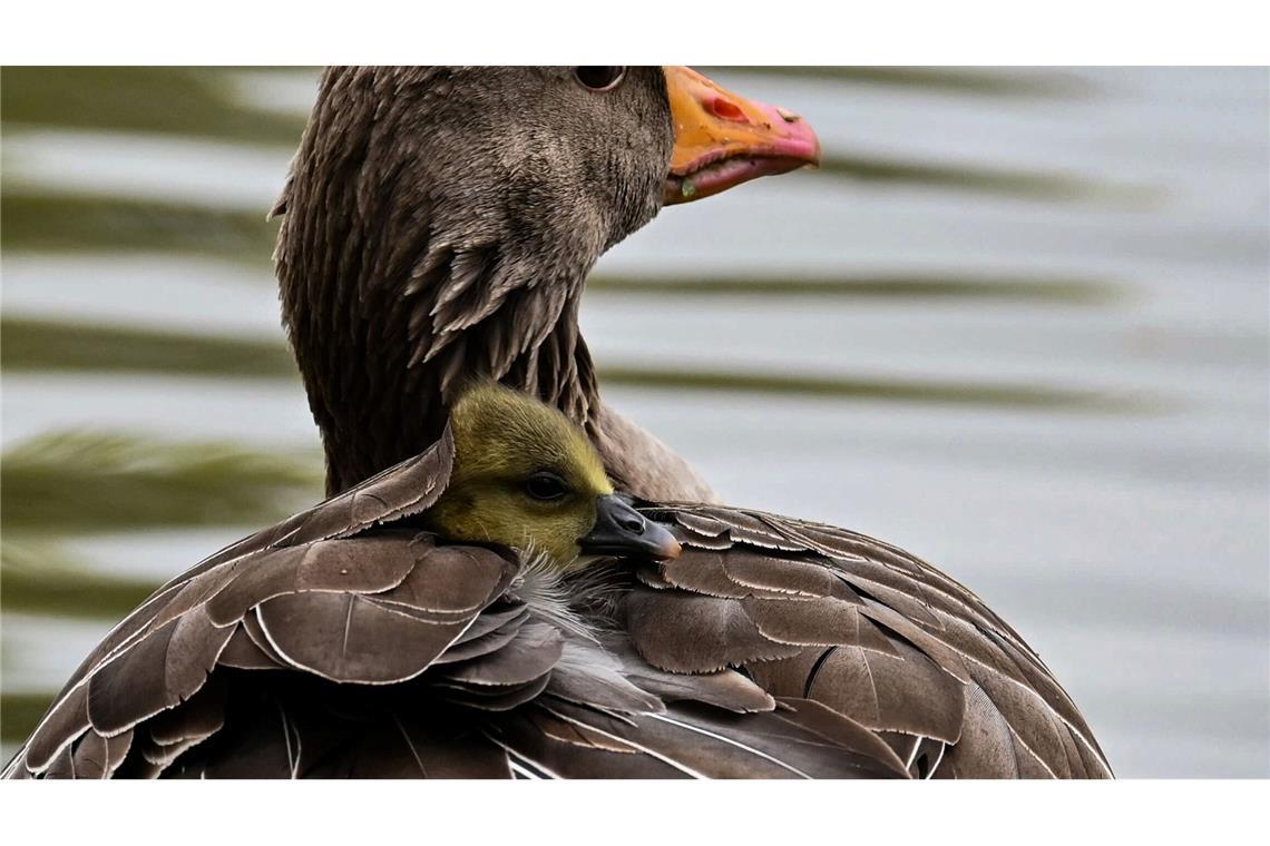 Das Küken einer Graugans wärmt sich im Gefieder seiner Mutter in München.