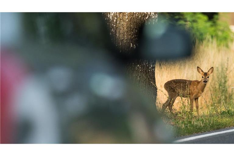 Das Landgericht Baden-Baden hat die Verurteilung eines Jägers wegen unrechtmäßigen Kassierens von Entschädigungen nach Wildunfällen im Wesentlichen bestätigt. (Symbolbild)