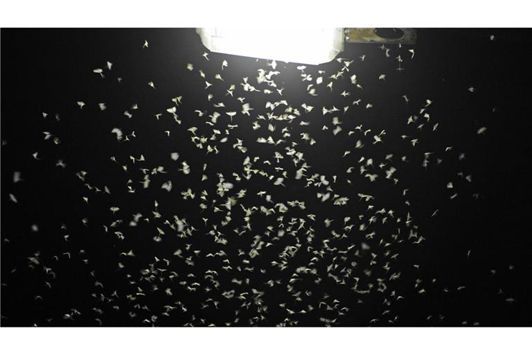 Das Licht von Straßenlaternen lockt Insekten an. (Archivbild)