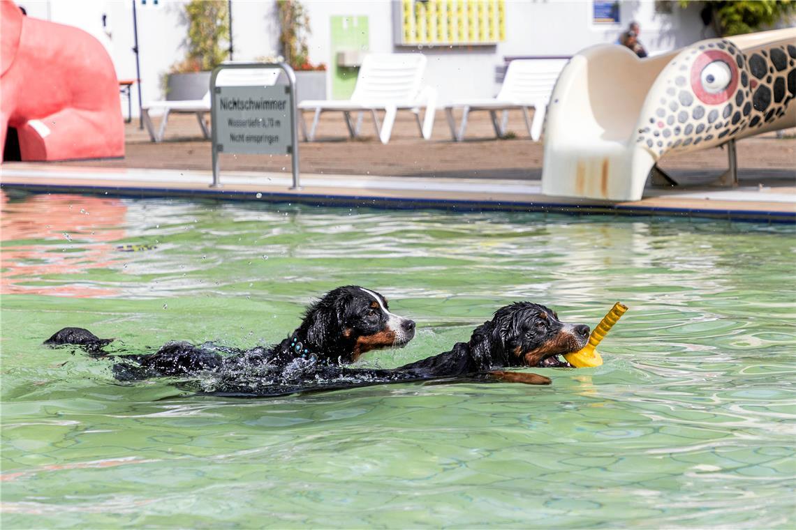 Mit dem Hundeschwimmen endet die Freibadsaison in Backnang Das Lieblingsspielzeug aus dem Wasser holen wird niemals langweilig.Foto: Dietmar van der Linden