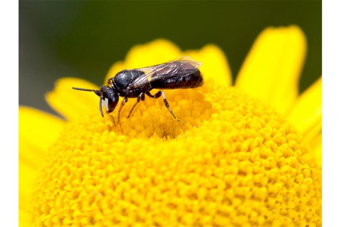 Die Maskenbiene ist „Wildbiene des Jahres“ Das Männchen einer Rainfarn-Maskenbiene im Blütenstand einer Färber-Kamille. Foto: Hans-Richard Schwenninger/NABU Baden-Württemberg/dpa