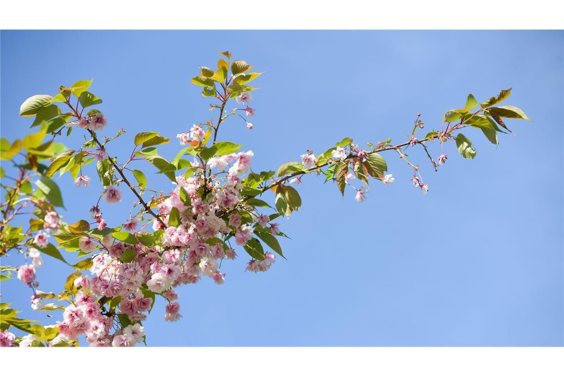 Weiter sonnig oder Regen? So wird das Wetter am Wochenende Das Maiwetter bleibt in vielen Teilen Baden-Württembergs sonnig.