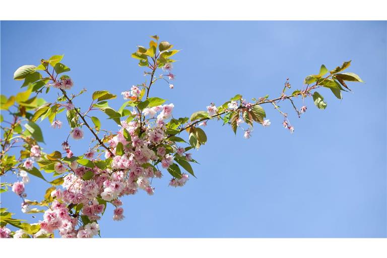 Das Maiwetter bleibt in vielen Teilen Baden-Württembergs sonnig.