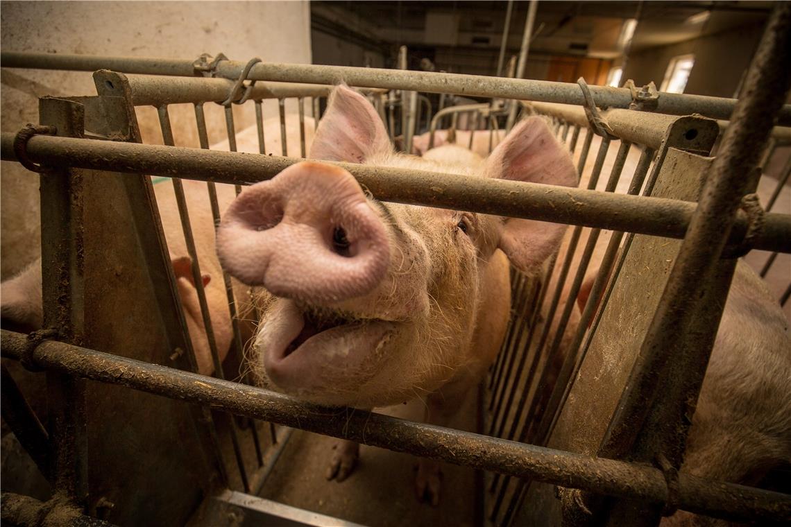 Nur wenig Fleisch kommt aus dem Rems-Murr-Kreis