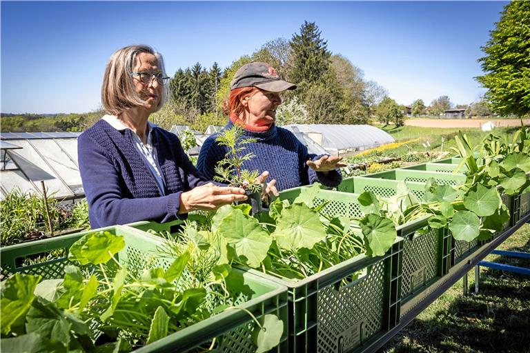 Das Motto von Elfriede Walendy (links) und Katharina Dürrschnabel beim Gärtnern: „Es soll stimmig sein.“ Foto: Alexander Becher