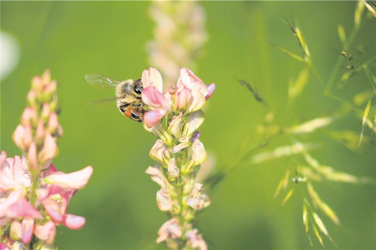 Das Nahrungsangebot für Bienen muss größer werden, zum Beispiel mittels Blühwiesen. Foto: A. Becher